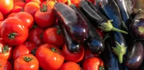 Treasure map of genetic secrets—Bigger and more flavorful eggplants and tomatoes on the horizon