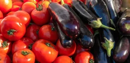 Treasure map of genetic secrets—Bigger and more flavorful eggplants and tomatoes on the horizon