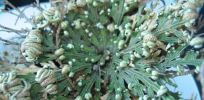 Lazarus plants: ‘Zombie’ plants that spring back to life hold keys to developing technologies to adapt agriculture to climate change.