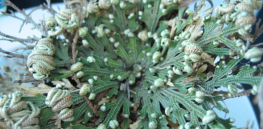 Lazarus plants: ‘Zombie’ plants that spring back to life hold keys to developing technologies to adapt agriculture to climate change.