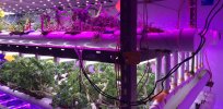 Here’s the case for vertical farming and gene editing in Pakistan