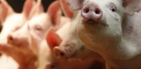 FDA poised to approve more genetically engineered food animals