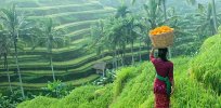 Indonesia reconsidering its opposition to genetically modified crops