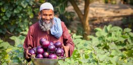 Taking a fresh look at the positives and negatives of genetically modified crops