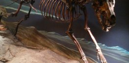 ’This kind of hype is toxic': Dissecting exaggerated claims by Colossal Sciences that it resurrected a dire wolf and the bungled reporting that followed