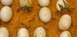 Animals have developed a mind-boggling variety of ways to become male or female.