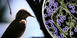 Human-to-human transmission of bird fu? It’s not far fetched