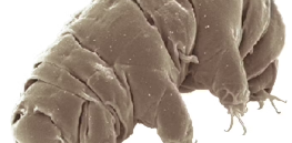 Synthetic biology may be the only way to survive and thrive on Mars and beyond
