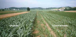 Can genetically modified crops co-exist with the rest of agriculture?