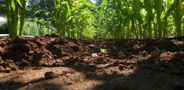What’s the recipe for healthier food? Healthier soil?