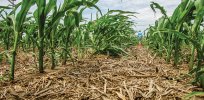Viewpoint: ‘Pesticide soaked’—Activists target sustainable ‘no till’ farming, but science disagrees