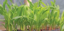 Plant biotechnology is an indispensable tool for enhancing crop resilience to droughts and floods