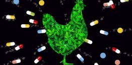 Could residues of growth promoters used in meat production result in Olympic athletes testing positive for drug use?
