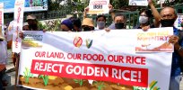 Viewpoint: Vitamin-rich Golden Rice mired in the ideological infighting