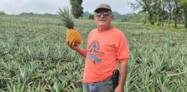 Del Monte threatens suit against Nicaraguan farmer growing its patented genetically engineered Pinkglow pineapple