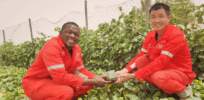 China escalates its push to replace U.S. and Europe in modernizing African farming 