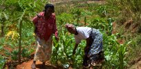 In the developing world, smallholder farms are key to climate resilient, sustainable agriculture