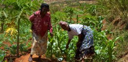 In the developing world, smallholder farms are key to climate resilient, sustainable agriculture