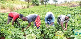 Empowering small farmholders and indigenous cultures is central to preserving at risk plants and forests