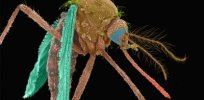 Here’s how Oxitec’s GMO mosquitoes might help limit the scourge of malaria