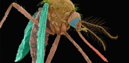 Here’s how Oxitec’s GMO mosquitoes might help limit the scourge of malaria