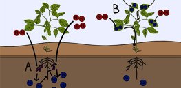 How plant genetics could dramatically lower the environmental impact of fertilizer use in farming