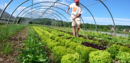 Viewpoint: Organic farming is not as sustainable as popularly believed
