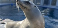 Appreciating music: What are the evolutionary links between humans and other animals