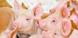 Under its year old regulation, Canada has yet to approve a gene edited animal for human consumption. U.S. approved pig is a test