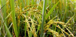 Precise ‘genetic tailoring’ of plant genomes addresses critical challenges in food security and sustainability