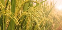 Iran uses nuclear technology to produce drought-resistant rice