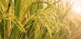 Iran uses nuclear technology to produce drought-resistant rice