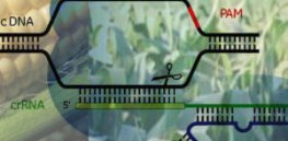 Viewpoint: Sustainable agriculture—Why gene editing should be welcomed by organic farmers