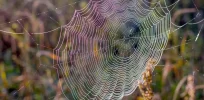 CRISPR wonder: First gene-edited spider spins red fluorescent silk
