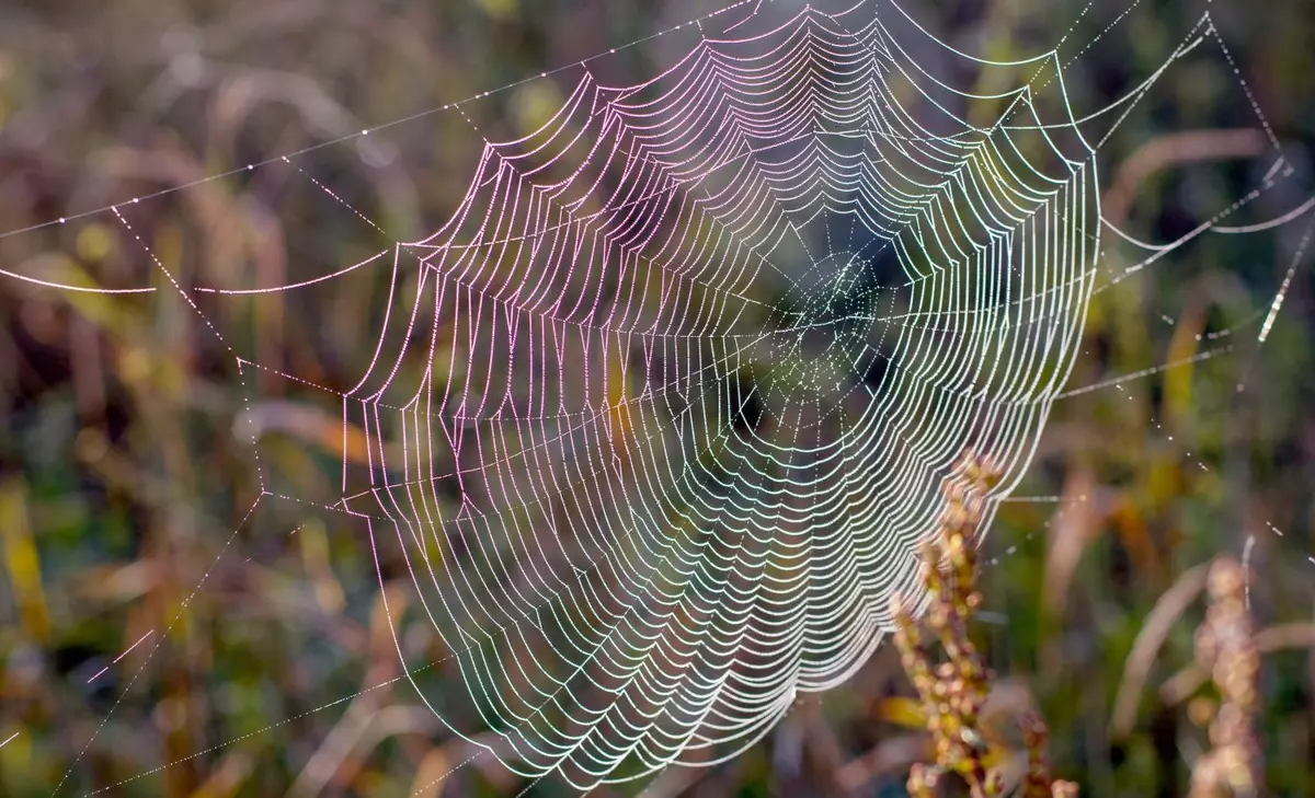 Breakthrough in Biotechnology: First CRISPR-Cas9 Modified Spider Produces Fluorescent Silk