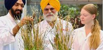 The latest gene edited crop: Oats with higher yields, more fiber and climate change resilient