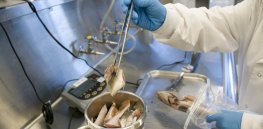 Chemicals in food packaging is an increasing health threat
