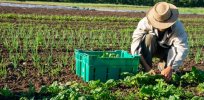 Organic yields significantly lag conventional farming output. That gap will increase as gene editing accelerates in the U.S.