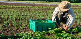 Organic yields significantly lag conventional farming output. That gap will increase as gene editing accelerates in the U.S.
