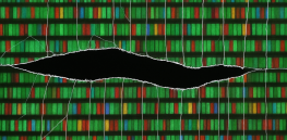 With the Trump administration’s dismantling of the NIH, the Human Genome Project records are poised to be inaccessible