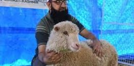 India’s new gene-edited sheep increases muscle mass by 30%