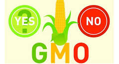The never-ending GMO debate: Pros and cons