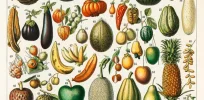 Viewpoint: In damning genetic modification, activists fret ‘traditional vegetables may go extinct’. Why that's not worrisome