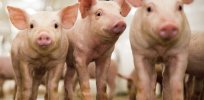 Opportunities, challenges and concerns as gene edited pigs may soon be on the regulatory platter in Europe