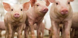 Opportunities, challenges and concerns as gene edited pigs may soon be on the regulatory platter in Europe