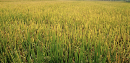 India developing climate-adaptive gene edited varieties to supplement already-approved GMO rice 