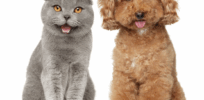 Why dogs and cats are evolving to look alike?