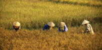 Vietnam has opened the door wide to genetic technology in agriculture