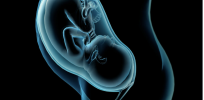 Wombs vs. Eggs: Why humans and other mammals grow their offspring internally while most other animals don’t