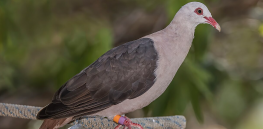 Climate change is pushing more and more species towards extinction. Gene editing may be a savior